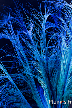 Faisan Hoki - 45-50 cm - turquoise-bleu
